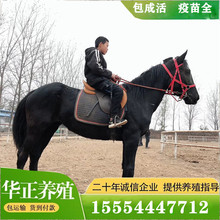 騎乘馬養殖場出售伊犁馬馬匹騎乘馬肉馬蒙古馬多少錢一匹