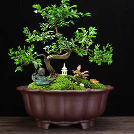 宜兴紫砂花盆大号菱花盆大口径大榕树树桩客厅室内花卉盆景盆批发
