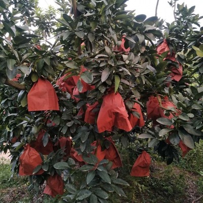 柚子套袋专用袋红心蜜柚防虫防鸟3层2层三红早熟沙田柚水果保护
