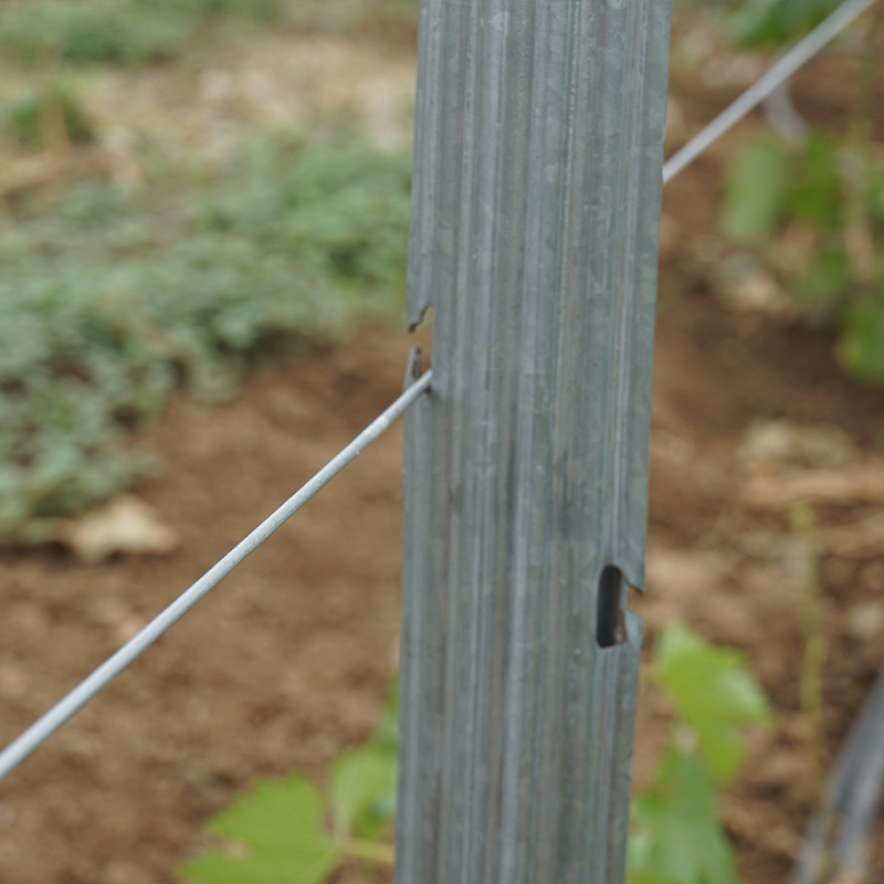 百香果金属架杆柱子梅花桩非水泥柱子 平顶架