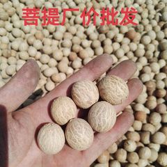 白玉菩提根新款菩提子白果原果直径11-30 菩提根大果原料论斤卖