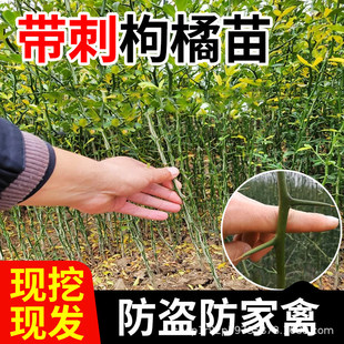 ��������̘����ך��������ͥԺ���@���I�e�������h�ʠ�����ֲ��