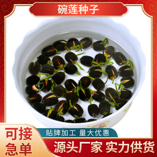 Aquatic Bowl Lotus Seeds Hydroponic Plants All Year Round Easy-To-Live Lotus Root Indoor Potted Green Plants Florals Water Lily Lotus Seeds