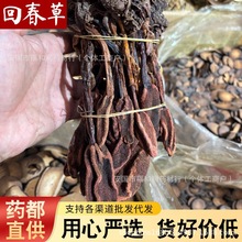 野生回春草中药材泡酒料顶天柱锁阳草苁蓉不老草草苁茸散装淫花果