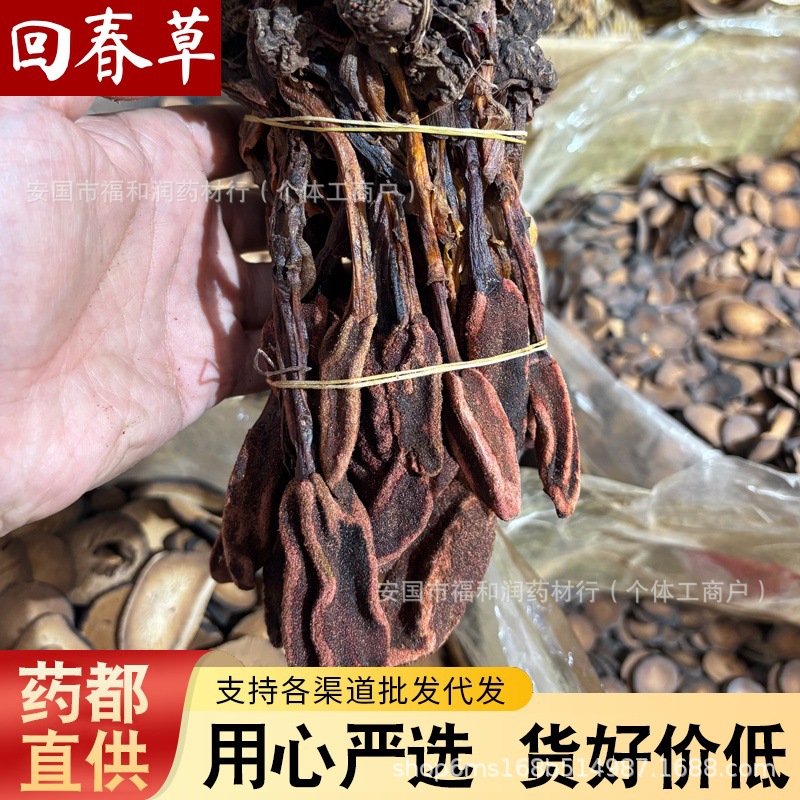 野生回春草中药材泡酒料顶天柱锁阳草苁蓉不老草草苁茸散装淫花果