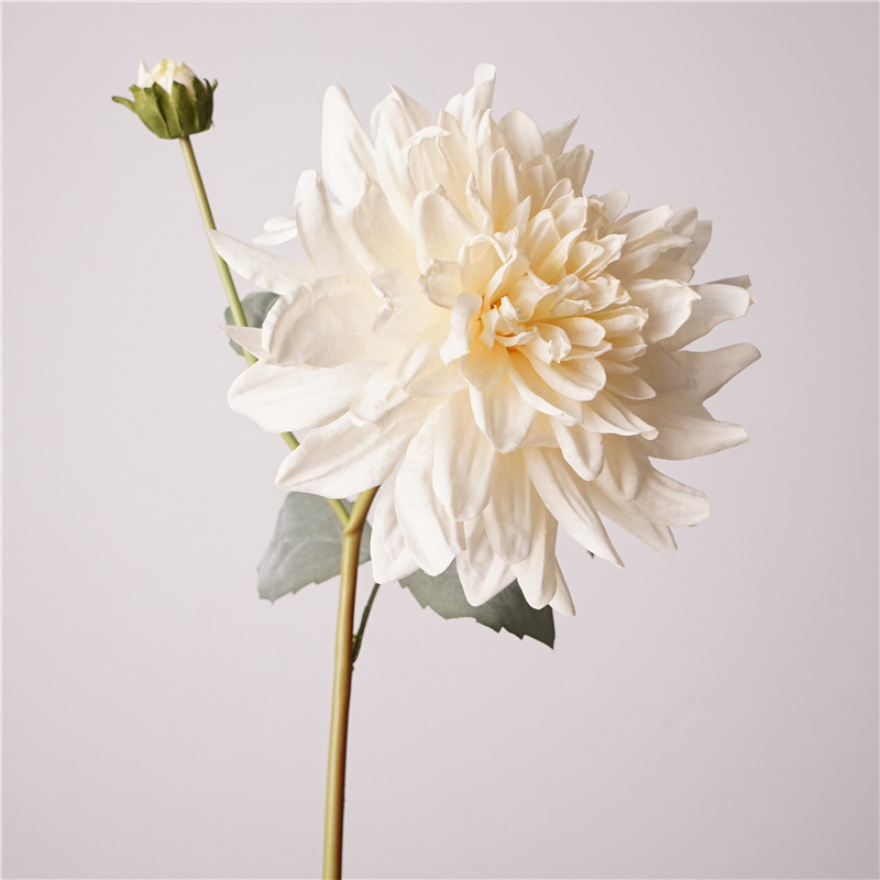 Dalia de dos cabezas - Champán