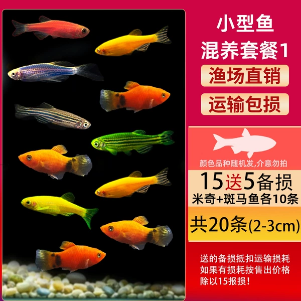 Value-for-money mixed breeding package 1 (10 zebras and Mickeys each) 15 get 5 free, 20+ fish food for damaged hair