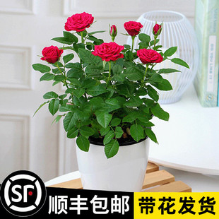 Rose Potted Plants with Buds Are Easy to Grow Indoors, Flower Viewing Plants, Balcony Rose Seedlings Potted Plants for All Seasons