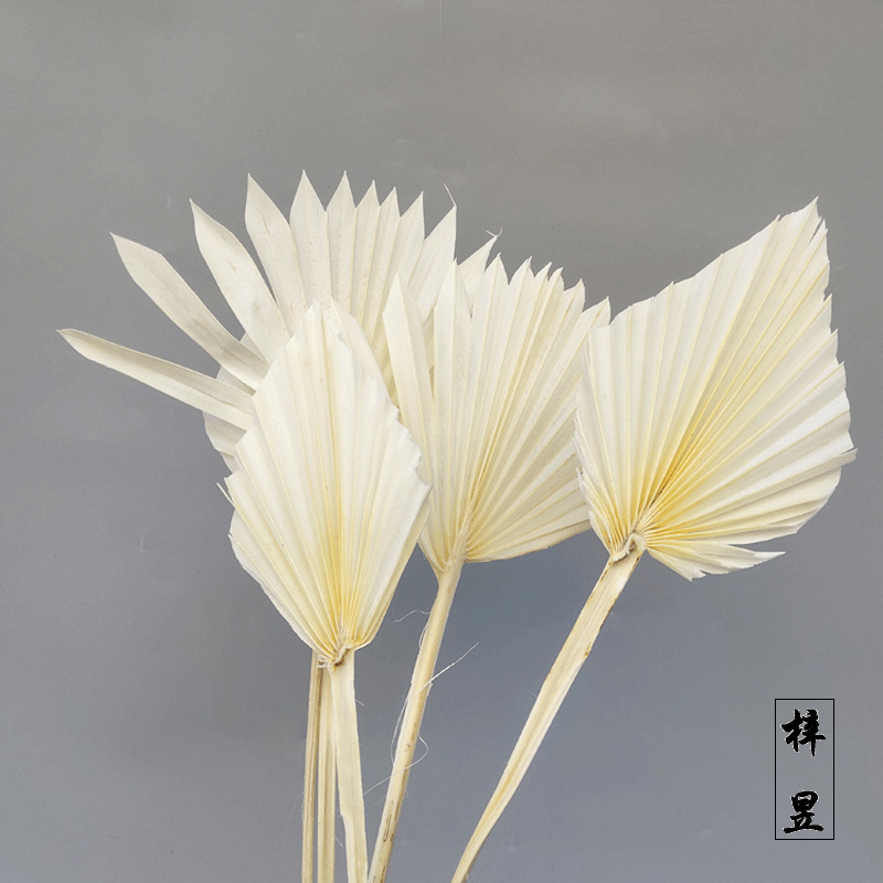 White Guanyin Fan Pu Fan Leaf Small Fan Leaf Blewed Palm Leaf Ganxan…
