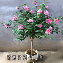 �ذ�ľ�Ȼ����Կ�ʳ�û���ľ�Ș���ͥԺ��ɣֲ������ͺ��G����ľ