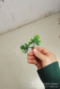 Simulation plant plastic waterweed accessories trigeminal small turtle back lobe Simulation flower water grass handle decorative blades accessories
