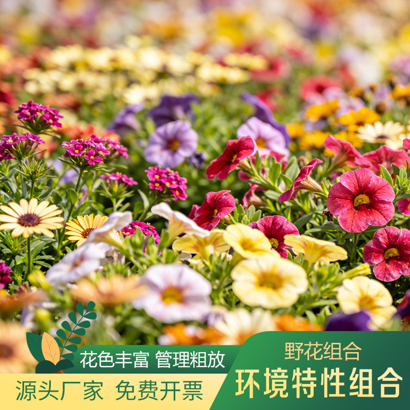 精品超级矮生野花组合种子多年生花籽粗放管理格桑花百日菊花海