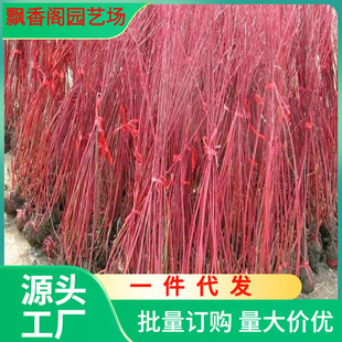 One Piece of Dropshipping Red Rui Wood Seedlings Courtyard Street Tree Red Polo Saplings Greening Project Seedlings Red Rui Wood Saplings Color