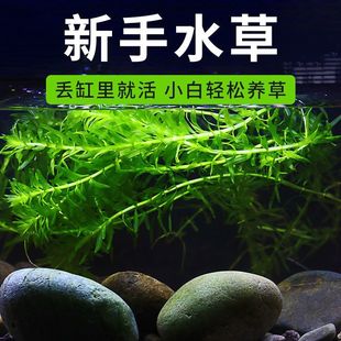 Centipede Grass Fish Tank Landscaping Aquatic Plants Oxygenation Purification Water Quality Indoor Aquarium Hydroponics Lazy Fish Farming Negative