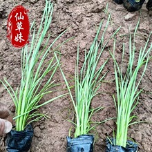 水生植物香蒲花苗 挺水景观绿化工程用苗 公园湿地庭院盆栽水景花