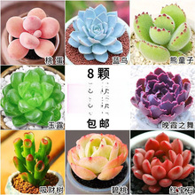 多肉 多肉植物 玉露 红宝石 熊童子 桃蛋 吉娃娃镇店八颗无盆土