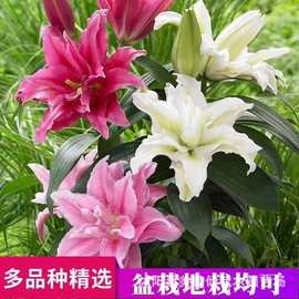 批发 香水百合种球 多季开花百合花苗带芽发货 四季盆栽 观赏花卉