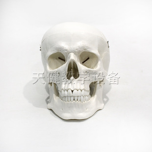 Vickerke teaches human skull skull model three parts