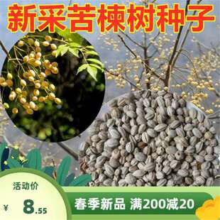 Freshly Harvested Neem Tree Seeds, Neem Seeds, Neem Tree Purple Flower Tree Seeds, Neem Jujube Seeds, Neem Seeds