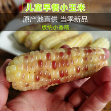 云南黑糯玉米云南西双版纳香糯儿童早餐粗粮花糯新鲜现摘真空