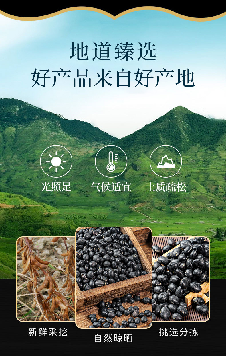 Black Soybeans (Glycine max) — Dried Food-Herb Beans from Heilongjiang for Soups & Congee overview