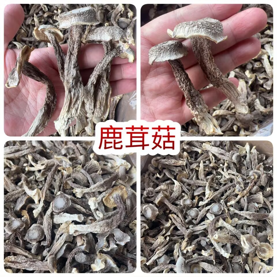 鹿茸菇 地摊电商批发厂家直供批发食用菌鹿茸菇干干鹿茸菇香菇