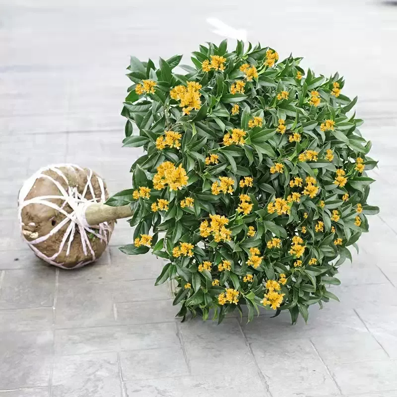 桂花树苗大量批发盆栽花卉植物浓香型嫁接金桂丹桂沉香桂四季种植