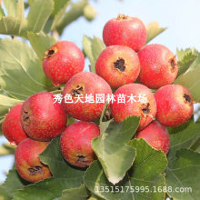 Ѽtɽ高޽شɽ髹ϷNֲԵԮY