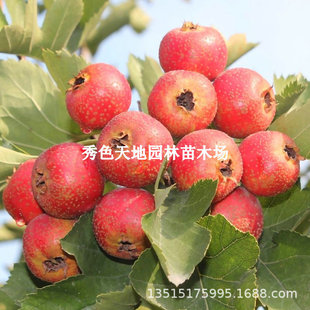��Ѽtɽ高����޽��ش�ɽ髹����Ϸ������Nֲ���Ե��Ԯ���Y��