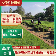 草皮真草带泥土地毯草四季常青别墅庭院花园绿化马尼拉草坪草卷