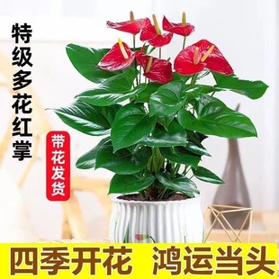 Dropshipping Anthurium Potted White Palm Pink Palm Hydroponic Plant Smooth Sailing and Good Luck in All Seasons Flowering Plant