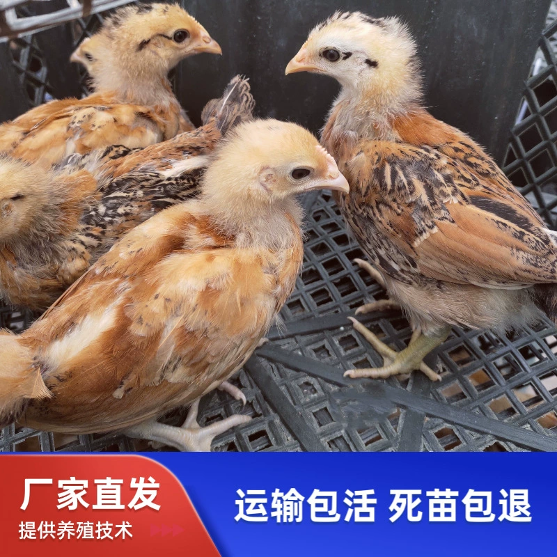 Малыши-бройлеры одного месяца, высокоурожайные родительские куры, несушка в зеленой скорлупе, высокоурожайные полугодовалые цыплята.