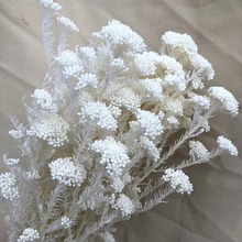 �׻��������ɻ��׻��滨ֲ�﹤ˇ�廨������������Ѻ����ɫϵ�ɻ�