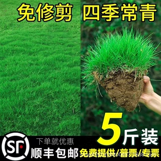 草籽草种子护坡草籽工程草坪种子四季青绿化草籽黑麦草狗牙根边坡