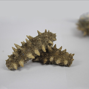 ��ˮ�ٰl���� FD���ɺ��� ��l����