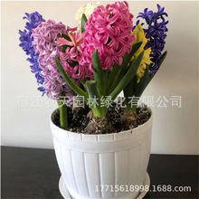 �Sɫ�L���ӷN��ˮ�����b�ļ�ˮ�B�����҃���������ֲ������ˮ��