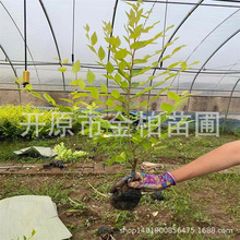 金叶榆树苗批发彩叶丛生绿篱盆栽杯苗金叶榆球云片造型树榆树小苗