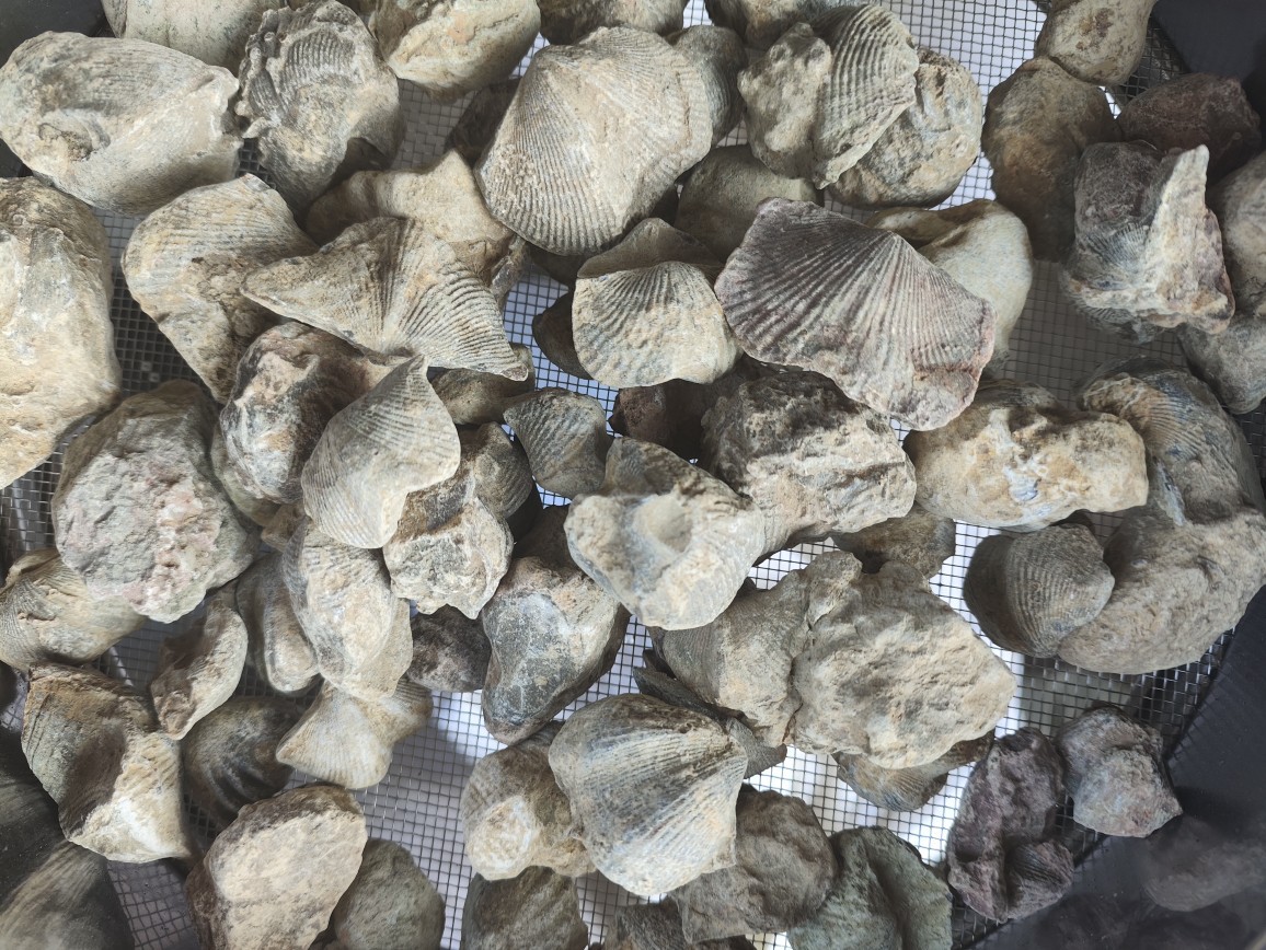 Shi Yan (Fossil Shell) — Water-Refined Shi Yan Zi Herbal Mineral for TCM Use specifications