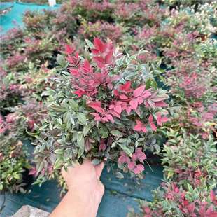 �t��ʯ����������  �����ļ����G�t�~���������ʻ��@�ͺ�ֲ��