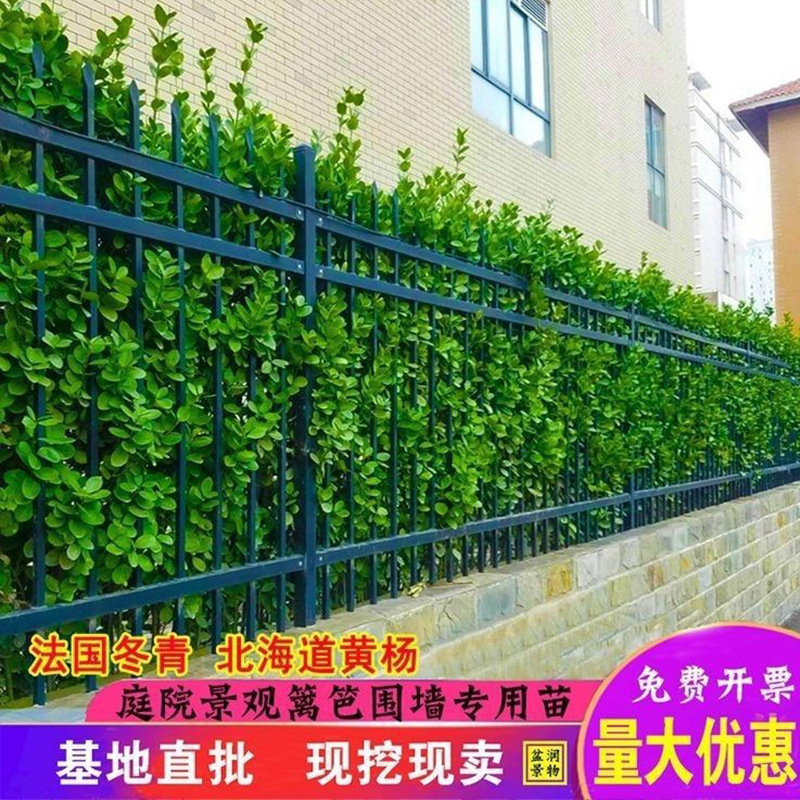 北海道黄杨树苗庭院围墙冬青耐寒大叶植物万年青丛生四季长青绿篱