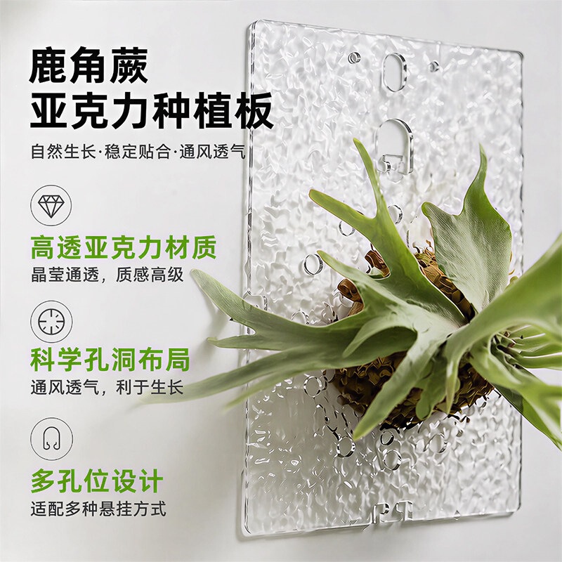 Acrylic Wave-Pattern Planting Board Set for Growing Antler Ferns, with Moss Balls and Wall-Mounted Planting Boards