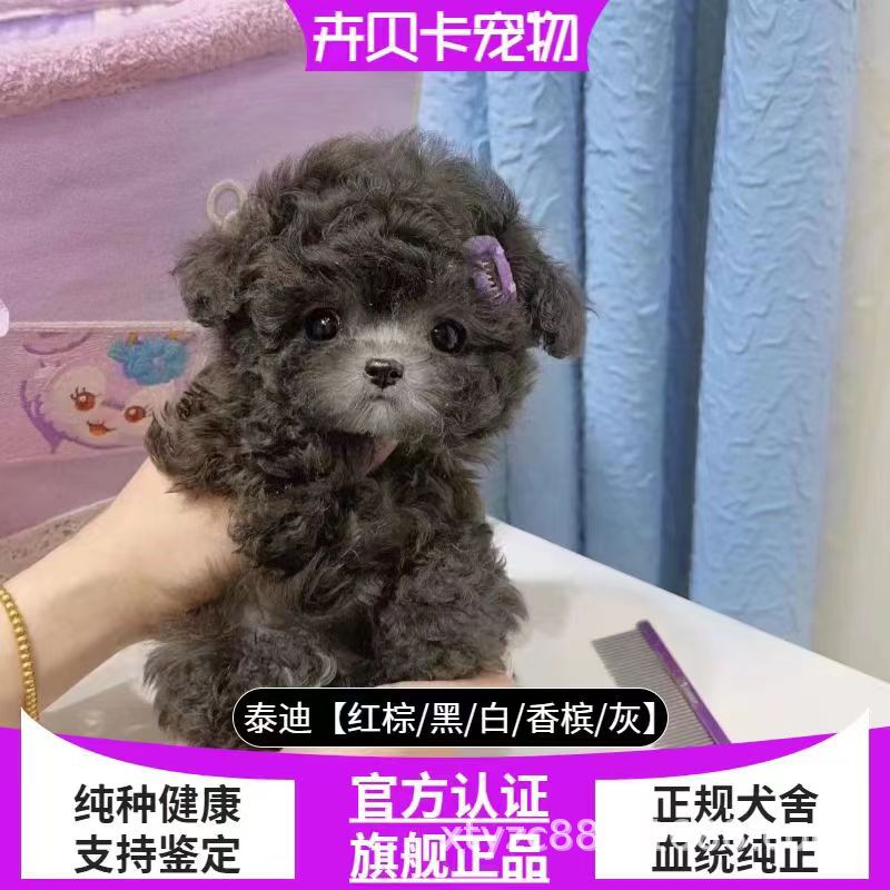 纯种泰迪幼犬活体长不大的茶杯犬贵宾犬灰色泰迪宠物狗狗活体动物