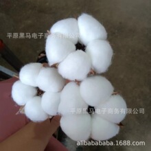 天然棉花干花花束仿真花束棉花头手工压花材料包永生花婚庆批发