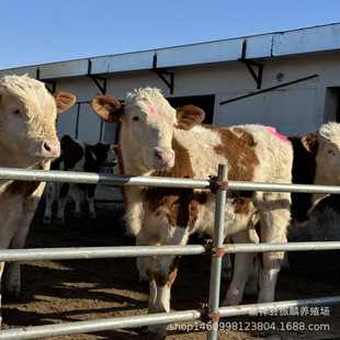 �Ĵ����T�����Nţ ���д�ĸţ ���ٽ�����ٽ����T����ţ