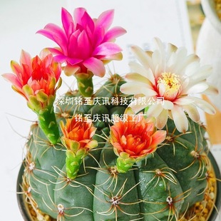 �p���������������ļ��_���û�����՚�����ȩ���[�k���һ��ܾGֲ