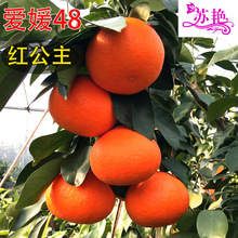 �t���˹�����Ʒ�N����48�t�������٘������ӹ�����������������