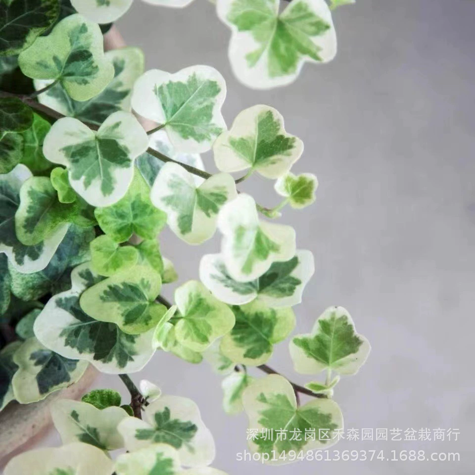 Японский снег Ин Снег Светлячок Ivy Net Красный Крытый и открытый Висячие зеленые растения Цветы Горшечные растения Просмотр листьев Восхождение Ivy Brocade