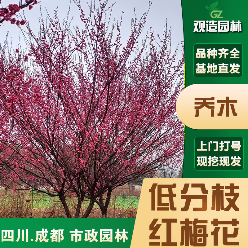低分枝红梅花树苗四川园林绿化庭院红也梅骨里红梅花丛生红梅花树