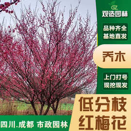 低分枝红梅花树苗四川园林绿化庭院红也梅骨里红梅花丛生红梅花树