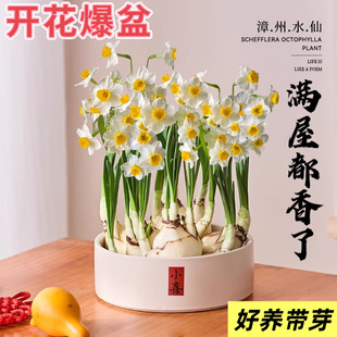 Hydroponic Plant Narcissus Bulb Potted Water Culture Office Indoor Easy to Grow and Live All Year Round Flowering Wholesale Zhangzhou